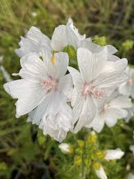 Image result for Malva moschata alba