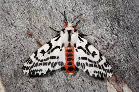 Attēlu rezultāti vaicājumam “Spilosoma sp.”