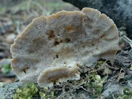 Attēlu rezultāti vaicājumam “Trametes ochracea”