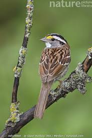 Image result for Zonotrichia albicollis