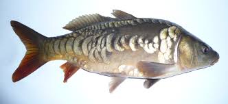 Image result for Cyprinus carpio