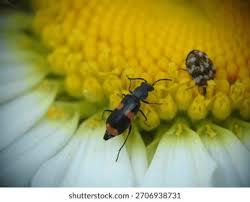 Attēlu rezultāti vaicājumam “Anthocomus fasciatus”