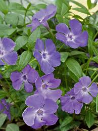 Attēlu rezultāti vaicājumam “Vinca minor flower”