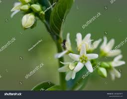 Attēlu rezultāti vaicājumam “Vincetoxicum hirundinaria fruit”