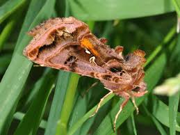 Attēlu rezultāti vaicājumam “Autographa pulchrina”