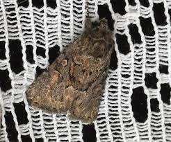 Attēlu rezultāti vaicājumam “Thalpophila matura”