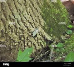 Attēlu rezultāti vaicājumam “Mesoleuca albicillata”