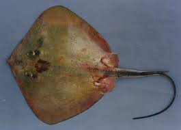 Image result for Hypanus say