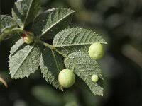 Attēlu rezultāti vaicājumam “Diplolepis eglanteriae”