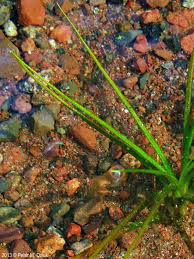 Attēlu rezultāti vaicājumam “Isoetes lacustris leaf”