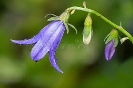 Attēlu rezultāti vaicājumam “Campanula rapunculoides bud”