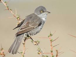 Attēlu rezultāti vaicājumam “Sylvia nisoria”