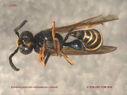 Attēlu rezultāti vaicājumam “Eumenes sp.”