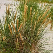 Attēlu rezultāti vaicājumam “Ammophila arenaria”