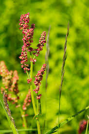 Attēlu rezultāti vaicājumam “Rumex acetosa flower”