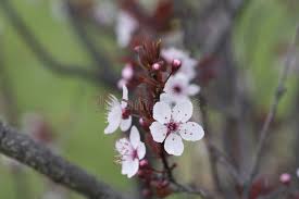 Attēlu rezultāti vaicājumam “Cerasus flower”