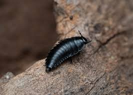 Attēlu rezultāti vaicājumam “Silpha obscura larva”