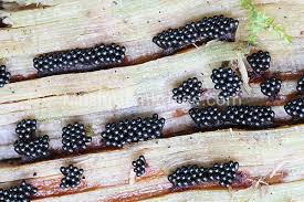 Attēlu rezultāti vaicājumam “Metatrichia vesparia”