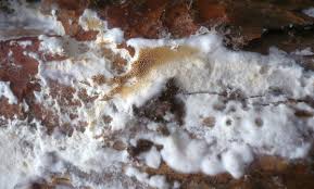 Attēlu rezultāti vaicājumam “Postia rennyi”