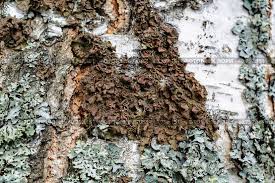 Attēlu rezultāti vaicājumam “Melanohalea olivacea”