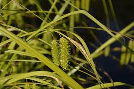 Attēlu rezultāti vaicājumam “Carex pseudocyperus female flower”