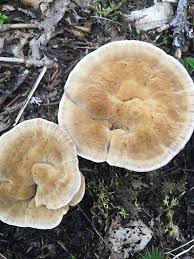 Attēlu rezultāti vaicājumam “Onnia tomentosa”