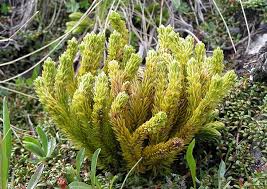 Attēlu rezultāti vaicājumam “Huperzia selago”