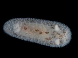 Attēlu rezultāti vaicājumam “Neocudoniella albiceps”