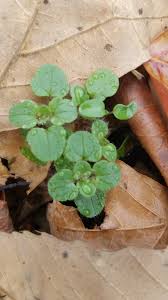 Attēlu rezultāti vaicājumam “Veronica scutellata bud”