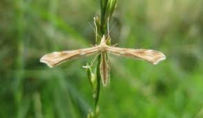 Attēlu rezultāti vaicājumam “Gillmeria pallidactyla”