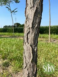 Attēlu rezultāti vaicājumam “Gymnocladus dioicus bud”