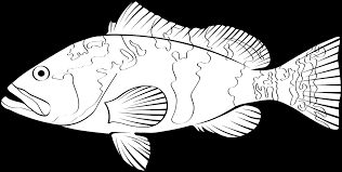 Image result for Epinephelus morio