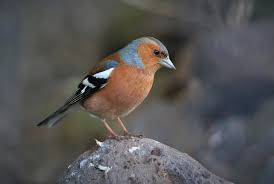 Attēlu rezultāti vaicājumam “Fringilla coelebs male”