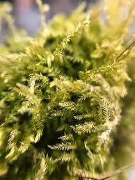 Attēlu rezultāti vaicājumam “Eurhynchiastrum pulchellum macro”