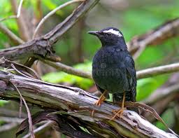 Image result for Zoothera sibirica