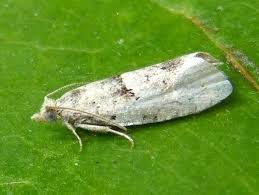 Attēlu rezultāti vaicājumam “Epinotia bilunana”