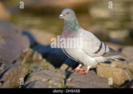 Attēlu rezultāti vaicājumam “Columba livia f. domestica adult”