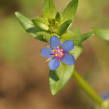 Image result for Anagallis arvensis