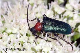 Attēlu rezultāti vaicājumam “Gaurotes virginea”