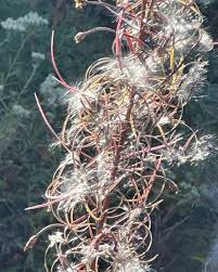 Attēlu rezultāti vaicājumam “Listera cordata fruit”