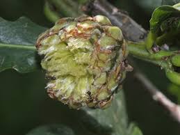 Attēlu rezultāti vaicājumam “Andricus foecundatrix”