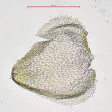 Attēlu rezultāti vaicājumam “Myurella julacea”