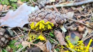 Attēlu rezultāti vaicājumam “Physarum alexandrowiczii”