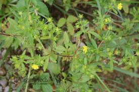 Attēlu rezultāti vaicājumam “Potentilla norvegica flower”