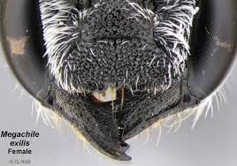 Attēlu rezultāti vaicājumam “Licea chelonoides sessile”