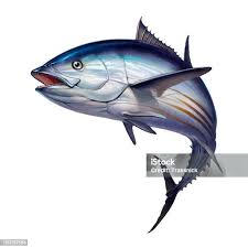 Image result for Katsuwonus pelamis