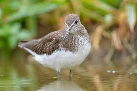 Attēlu rezultāti vaicājumam “Tringa ochropus”