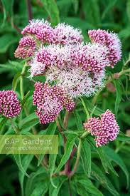 Attēlu rezultāti vaicājumam “Eupatorium cannabinum flower”