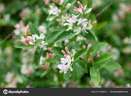 Attēlu rezultāti vaicājumam “Lonicera tatarica bud”