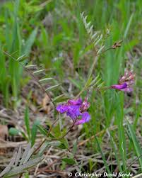 Attēlu rezultāti vaicājumam “Lathyrus palustris flower”